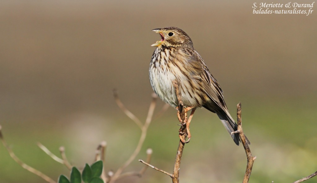 Bruant proyer, La Janda