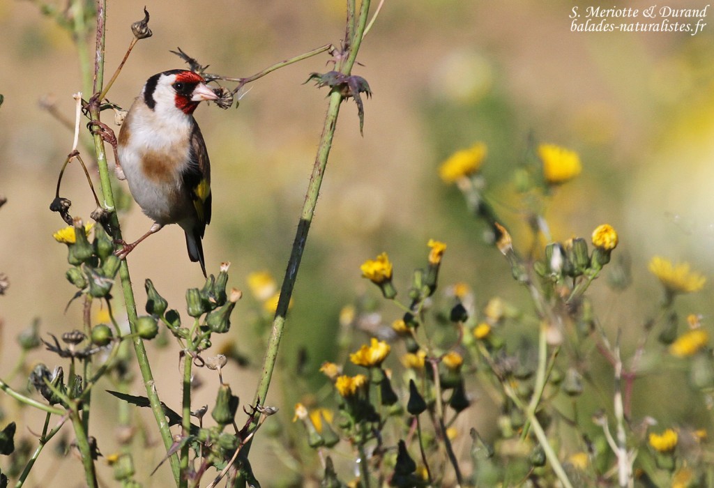 Chardonneret élégant, La Janda