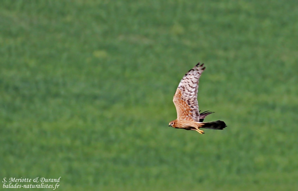 Busard cendré, Lagunes de Paraje
