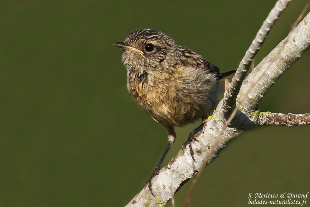 Jeune Tarier pâtre, Lagune de Médina