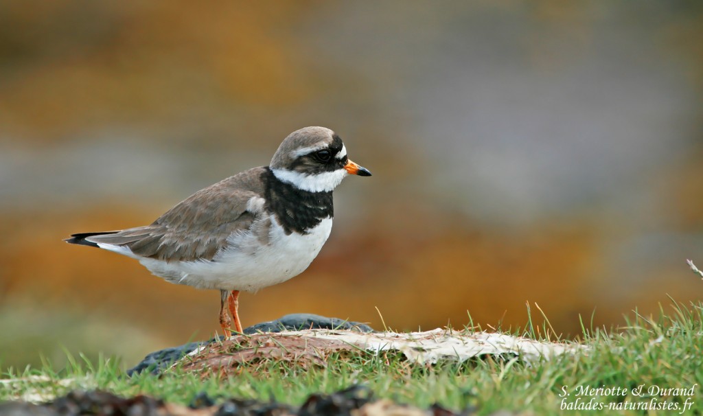 Grand Gravelot sur l'île de Flatey