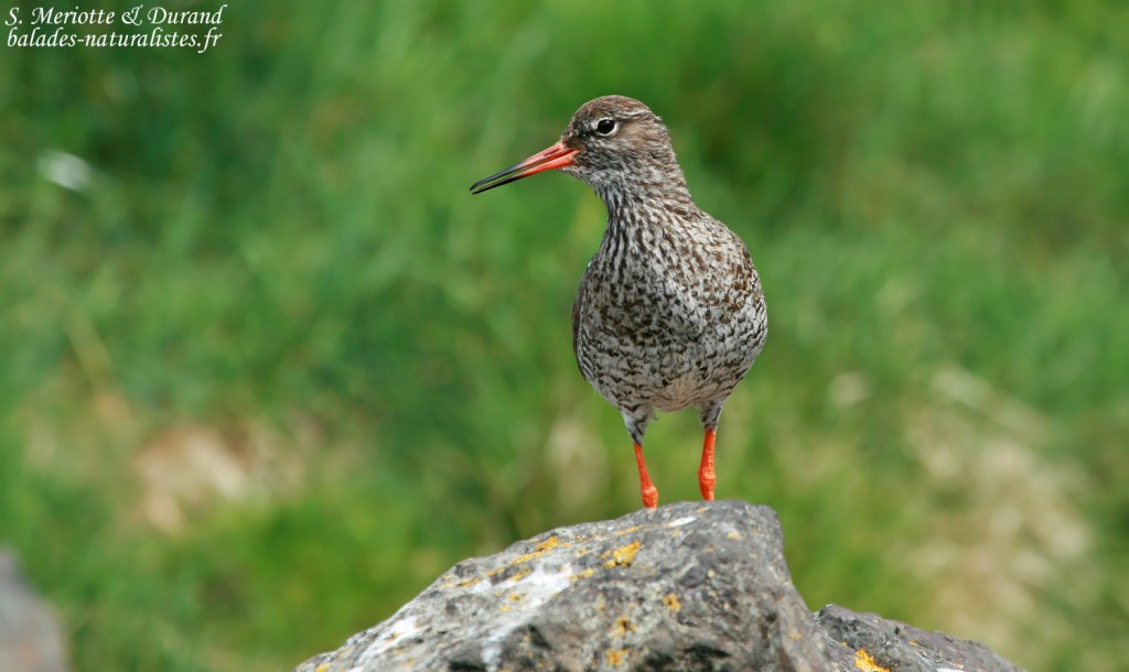 Chevalier gambette sur l'île de Flatey