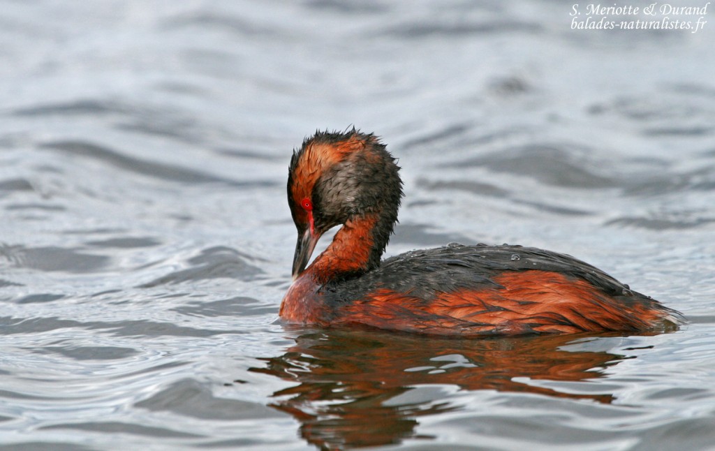 Grèbe esclavon, Lac Myvatn, Islande 2011