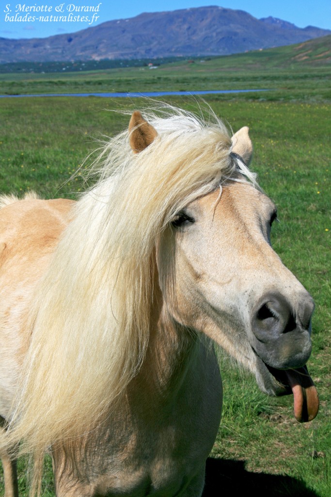 Cheval islandais