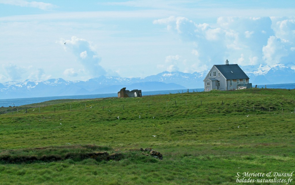 Colonie de Sterne arctique sur l'île de Flatey