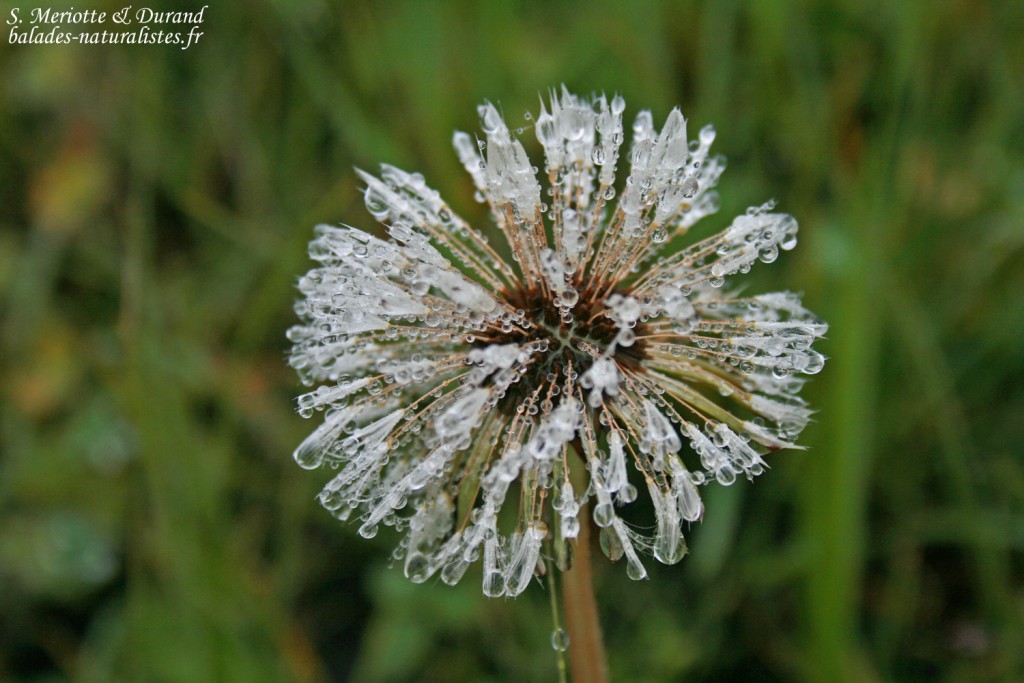 Kirkjubaejarklaustur, Islande 2011