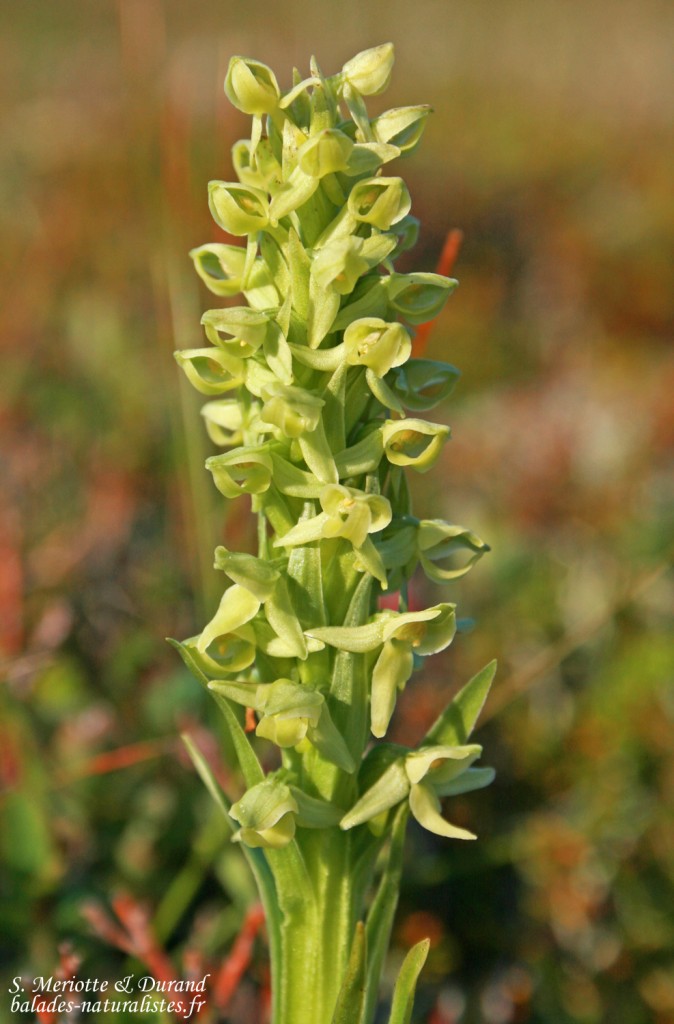 Orchidée, Tour du Geitfell, Islande 2011