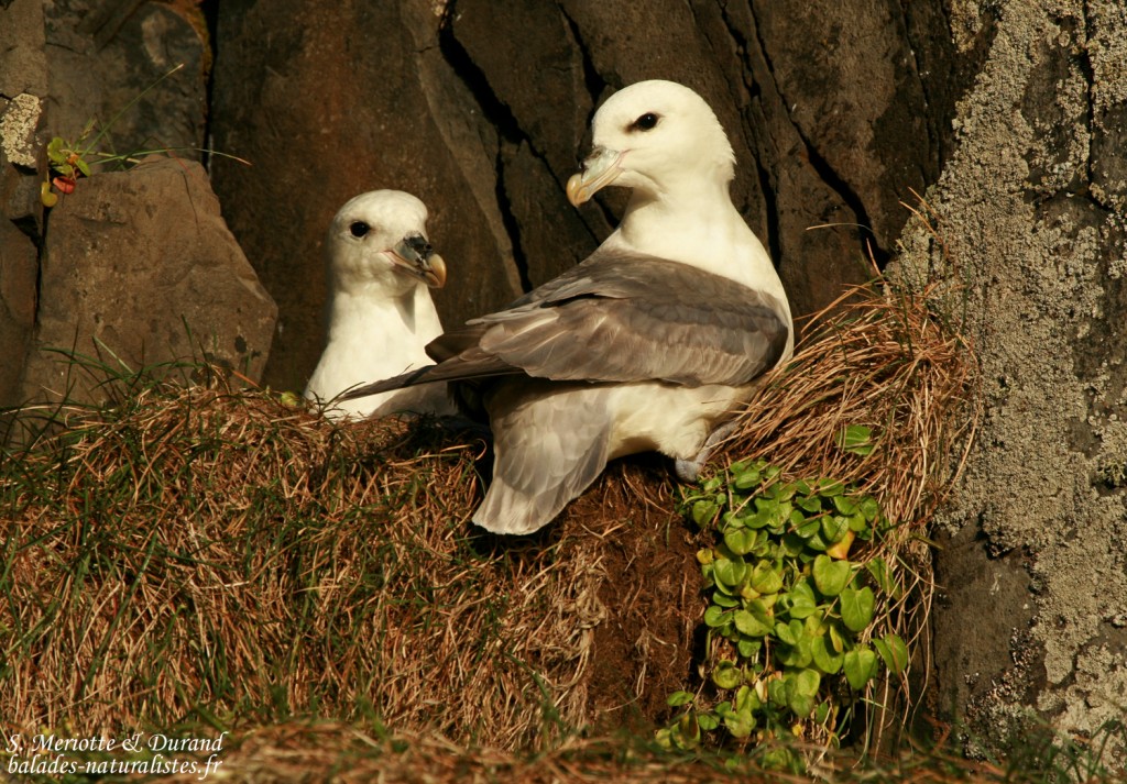 Fulmar boréal, Hindisvik, Islande 2011