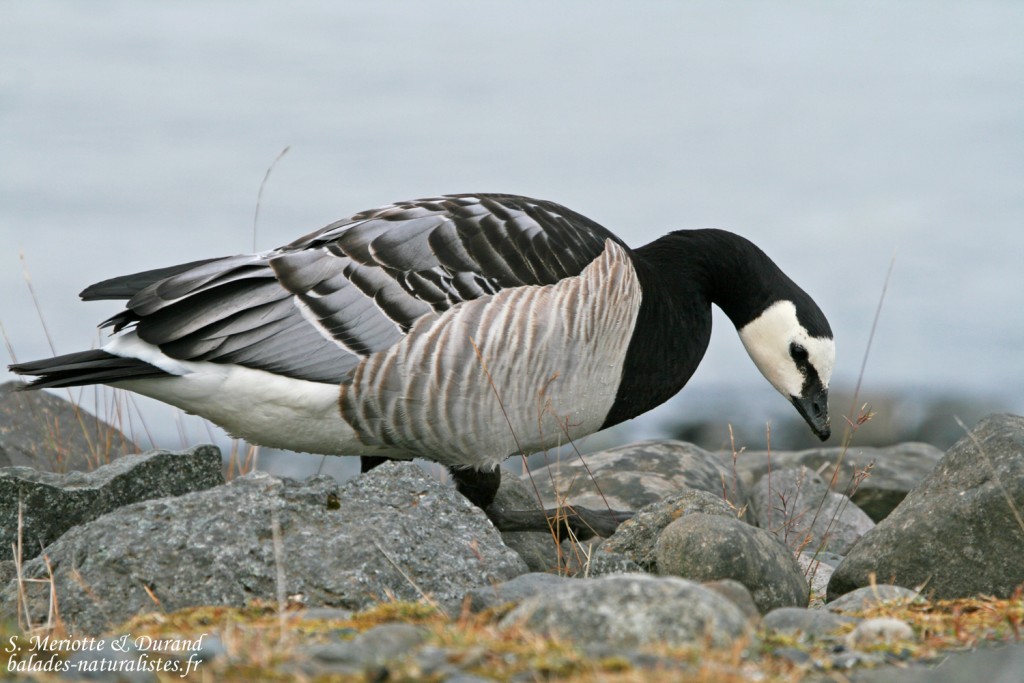 Bernache nonnette, Jökulsarlon, Islande 2011