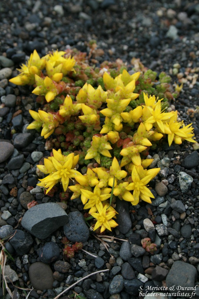 Plante, Jökulsarlon, Islande 2011