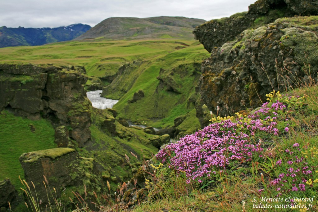 Skogar, Islande 2011