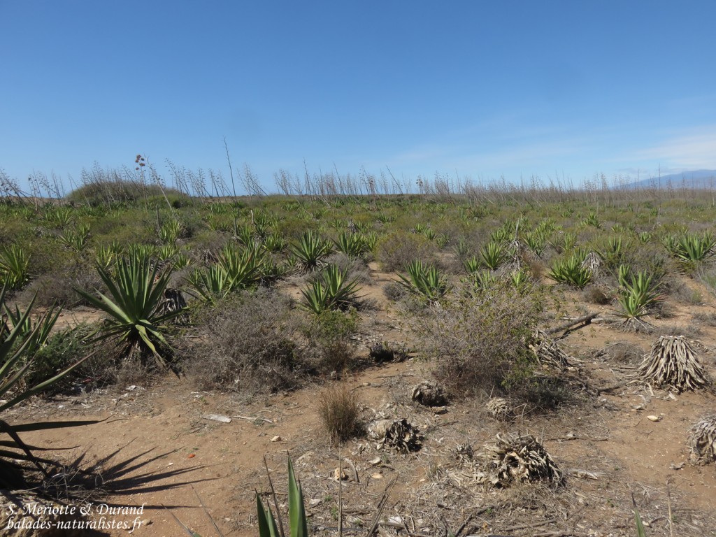 Les dunes du Cabo de Gata
