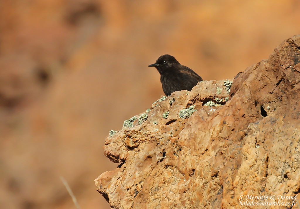 Traquet rieur, Cabo de Gata