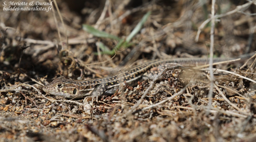 Acanthodactyle d'Europe dans les dunes du Cabo de Gata