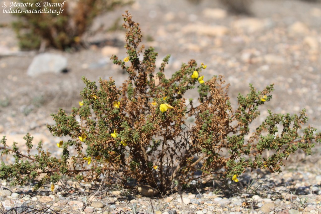 Plantes du Cabo de Gata
