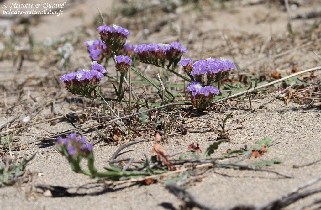 Plantes du Cabo de Gata