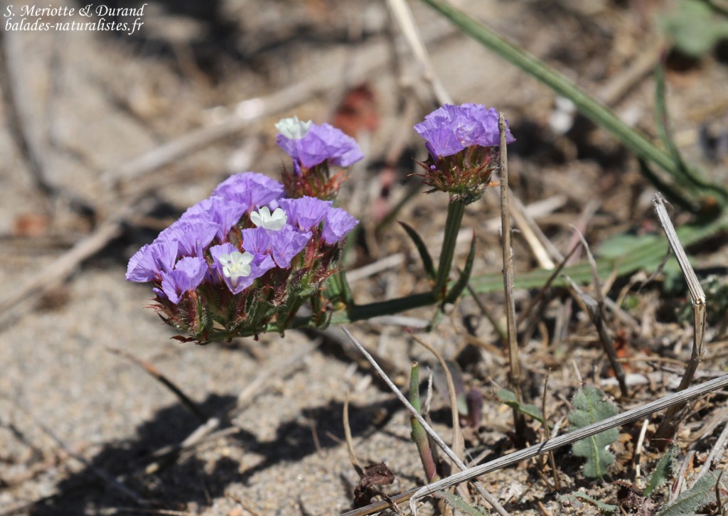 Plantes du Cabo de Gata