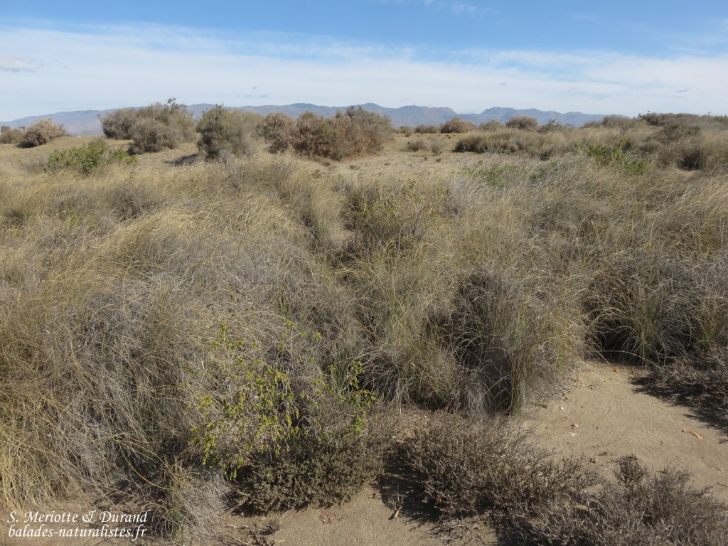 Les dunes du Cabo de Gata