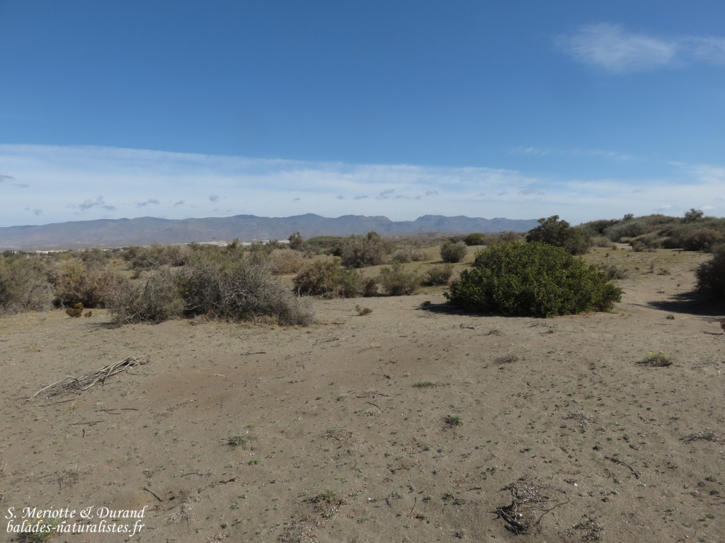Les dunes du Cabo de Gata