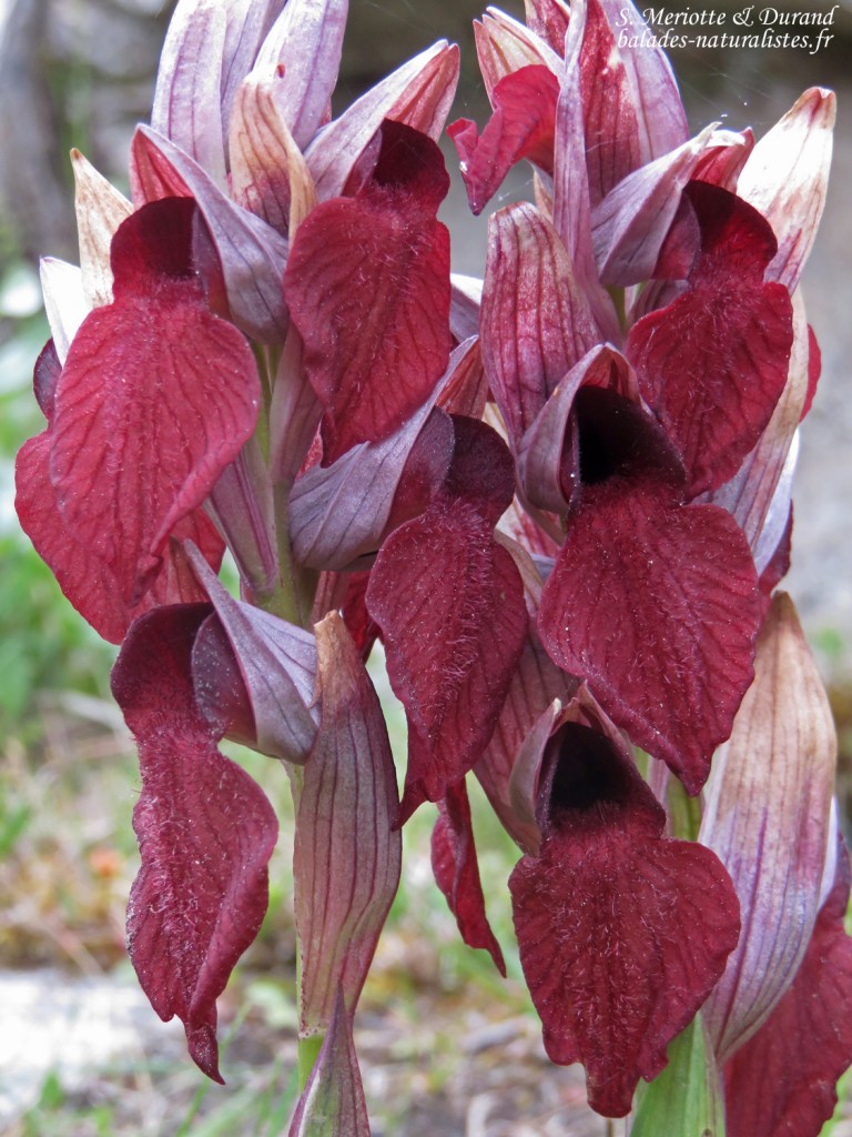 Sérapias, Vallée de Vizzavone