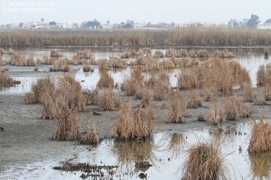 Delta de l'Ebre, Étang de Riet Vel