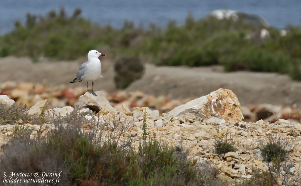 Goéland d'Audouin, Plage del Trabucador, Delta de l'Ebre