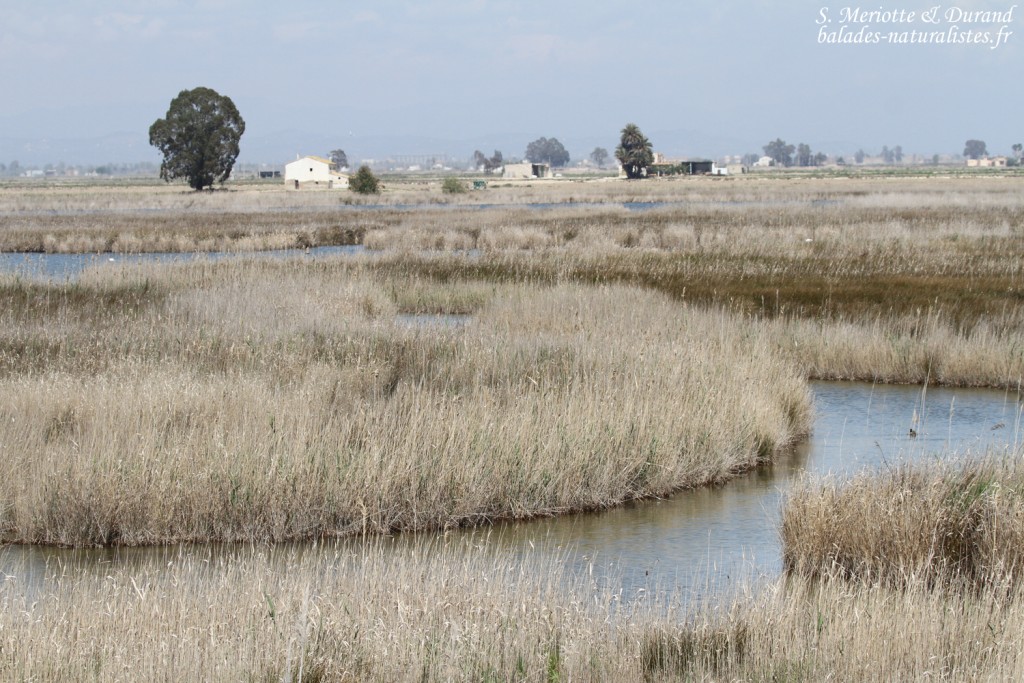 Etang dans le Delta de l'Ebre