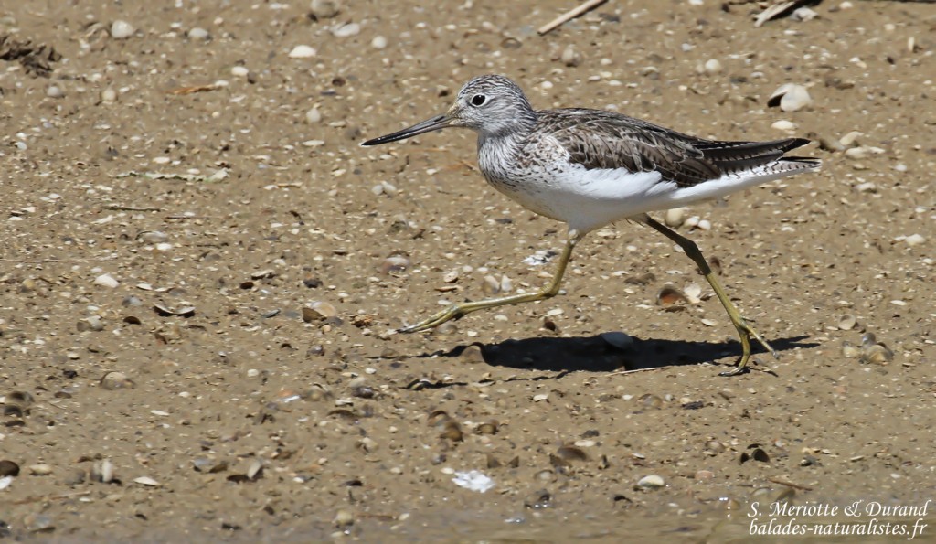Chevalier aboyeur, Delta de l'Ebre