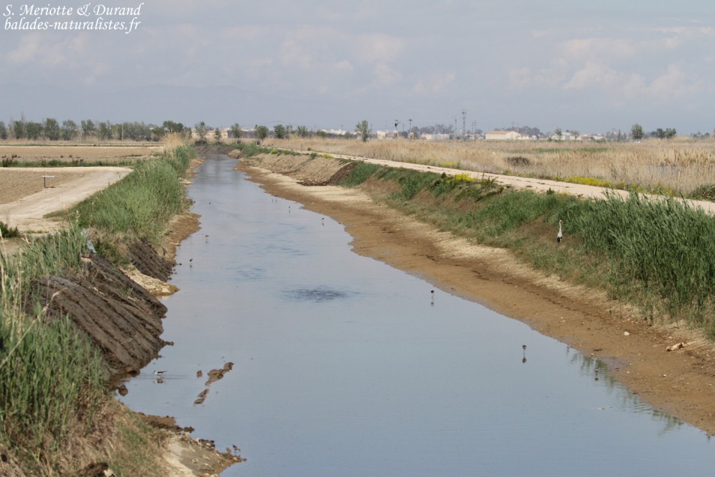 Delta de l'Ebre