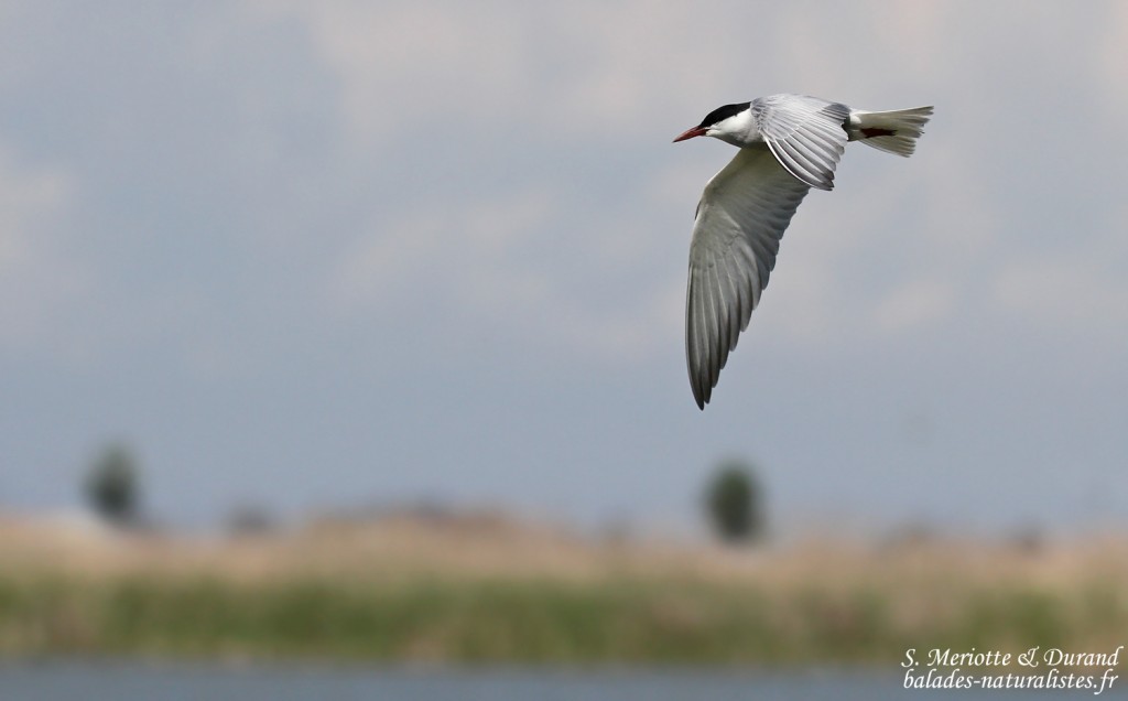 Guifette moustac, Delta de l'Ebre