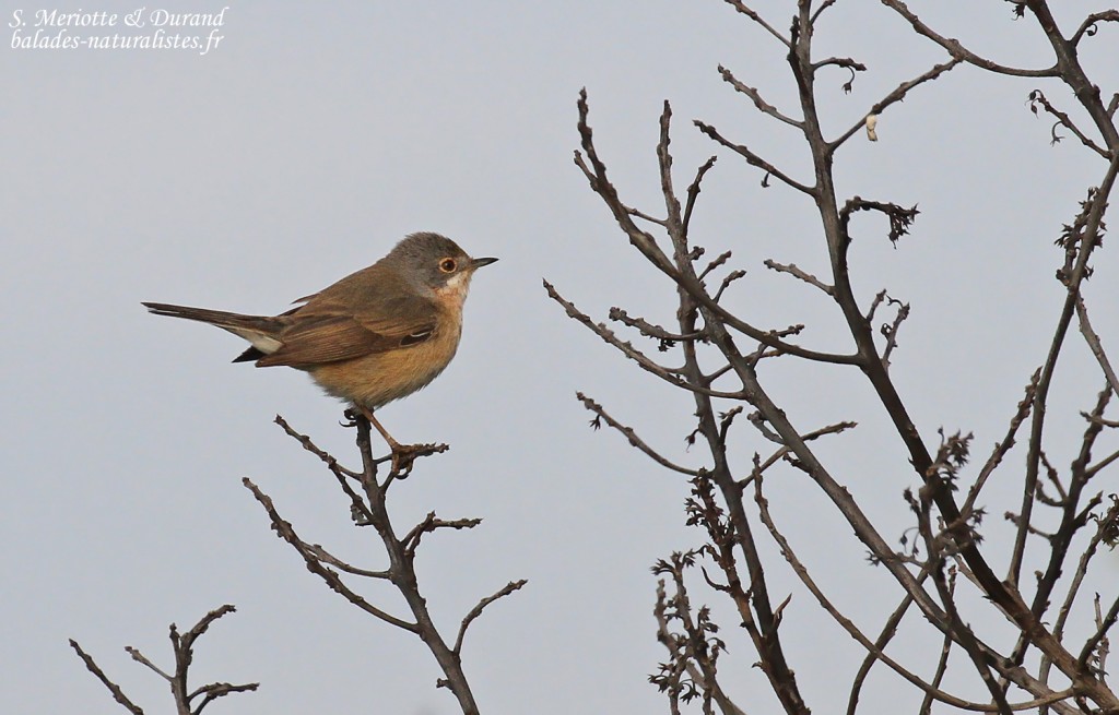 Fauvette passerinette, Delta de l'Ebre