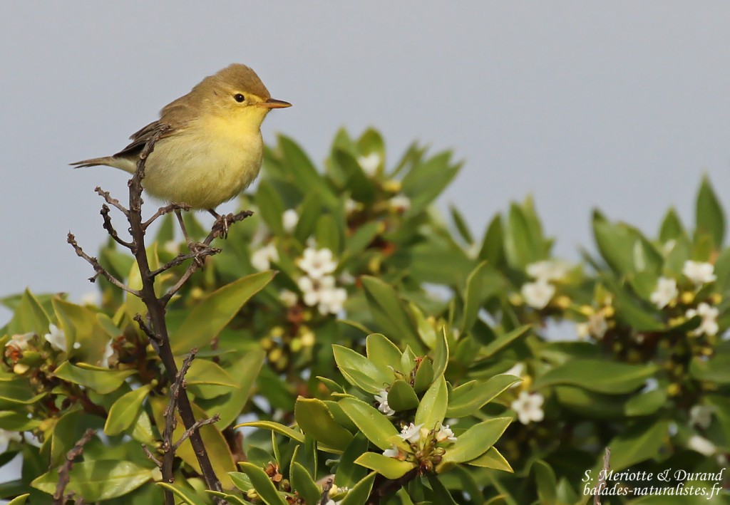 Hypolaïs polyglotte, Delta de l'Ebre