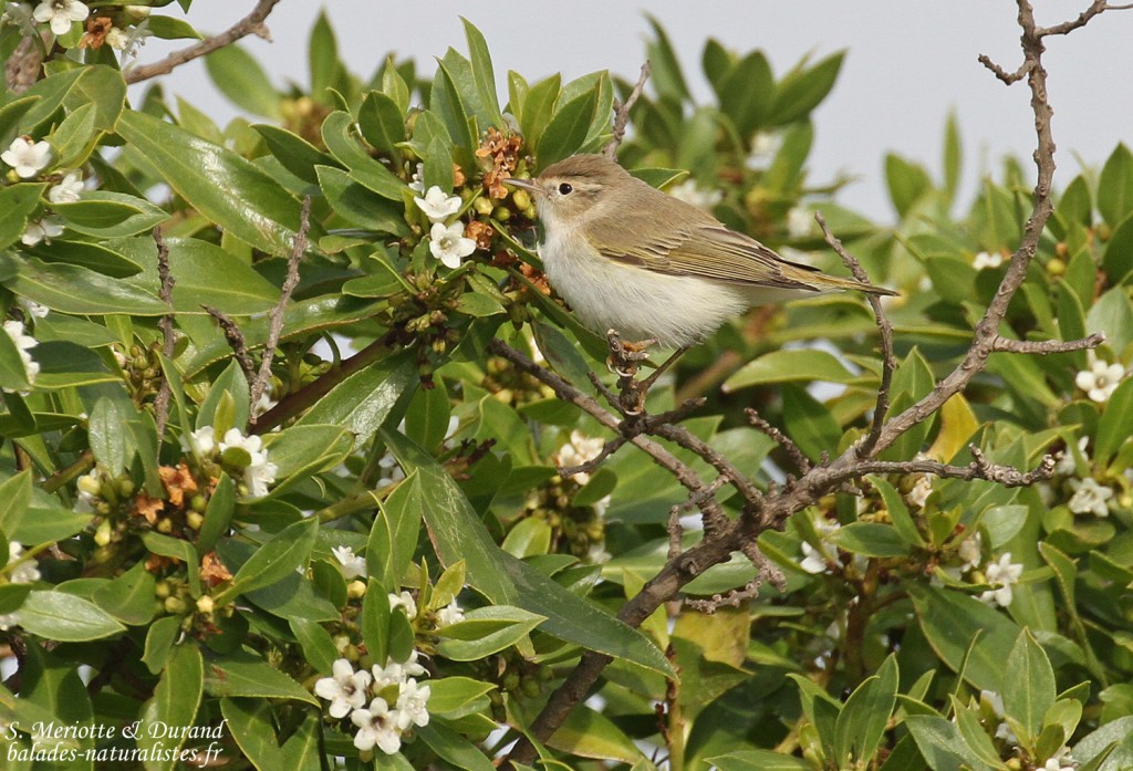 Pouillot de Bonelli, Delta de l'Ebre