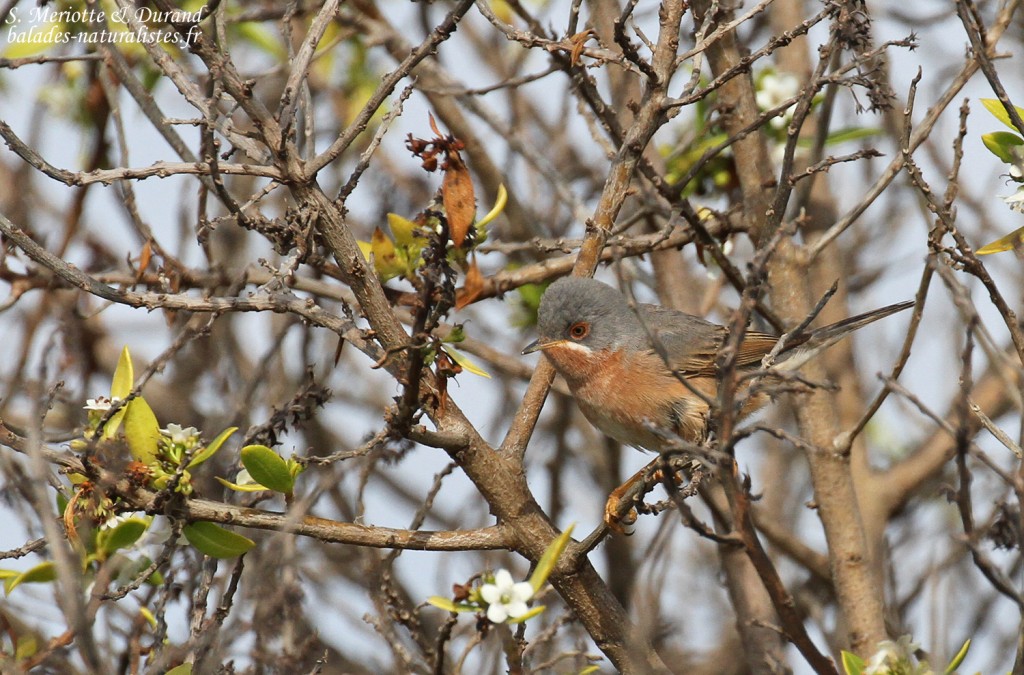 Fauvette passerinette, Delta de l'Ebre