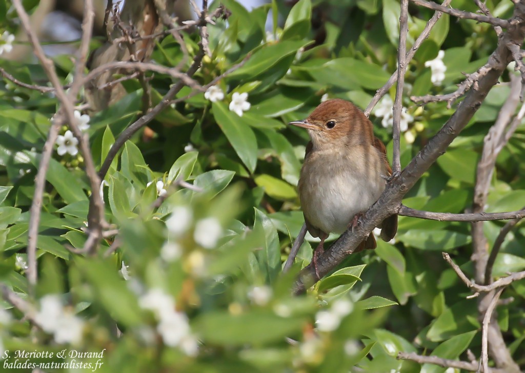 Rossignol philomèle, Delta de l'Ebre