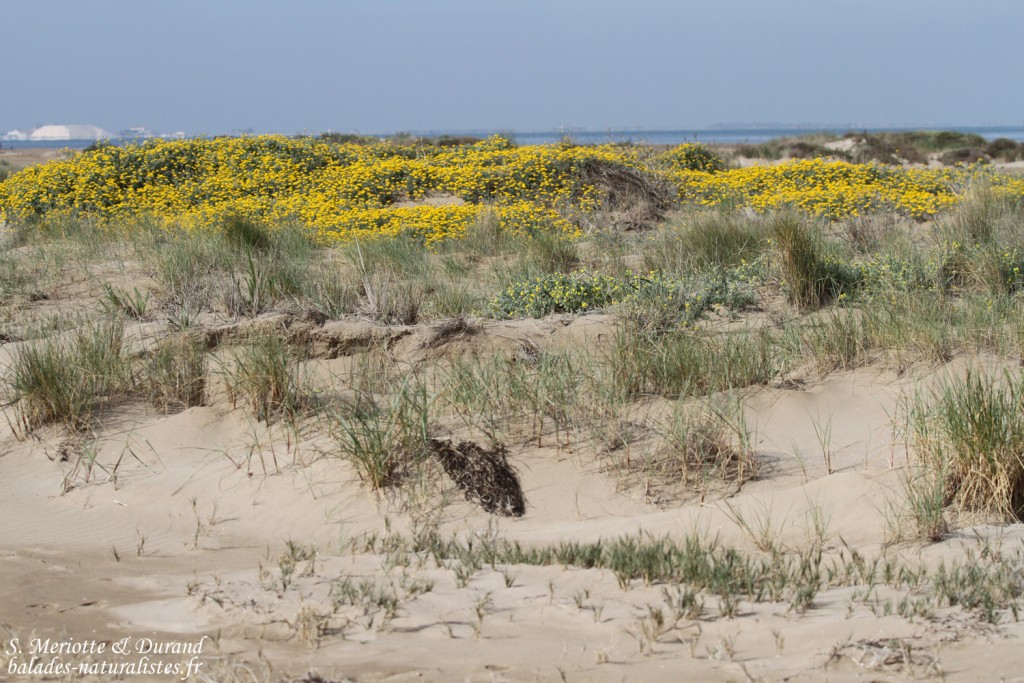 Dunes de la plage del Trabucador, Delta de l'Ebre