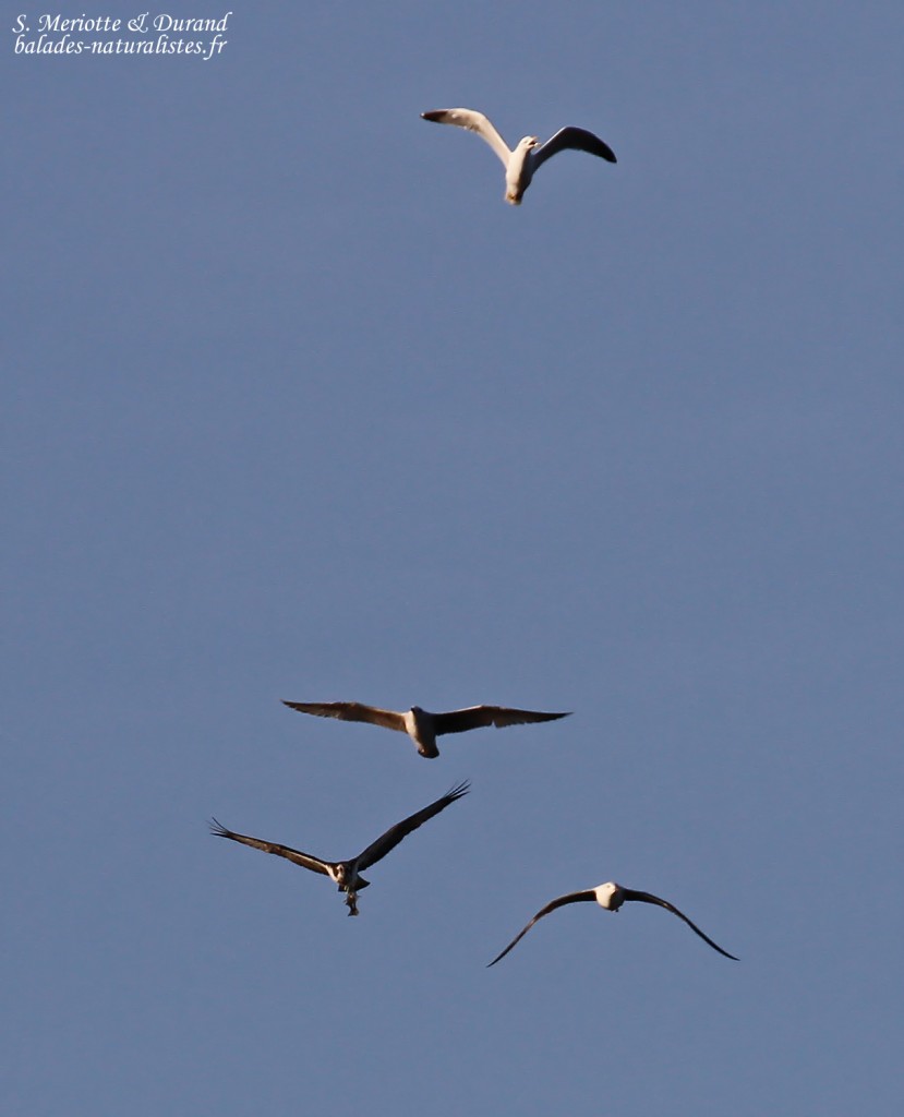 Balbuzard pêcheur houspillé par des goélands, delta de l'Ebre