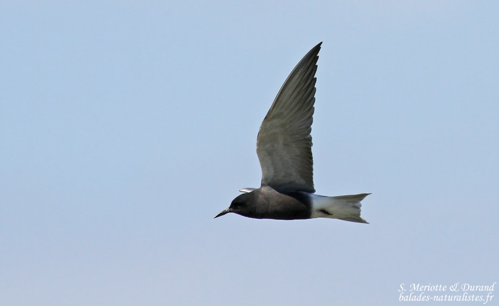 Guifette noire, Delta de l'Ebre