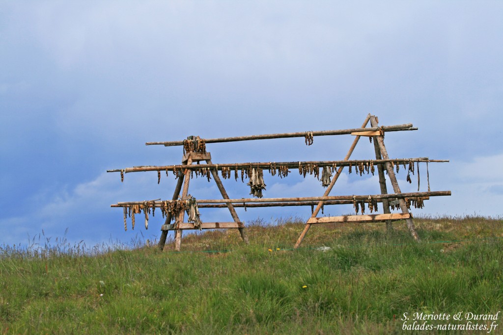 Séchoir à morues sur l'île de Flatey