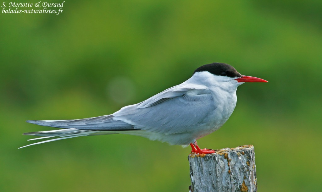 flatey - sterne-arctqqiue