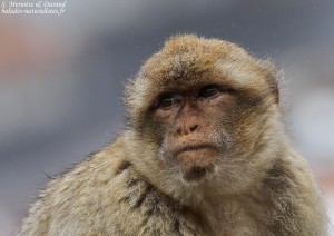 Macaque de Barbarie, Magot, Rocher de Gibraltar 