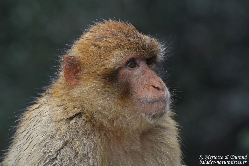 Macaque de Barbarie, Magot, Rocher de Gibraltar 