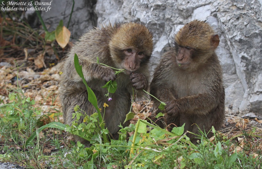 Macaque de Barbarie, Magot, Rocher de Gibraltar 