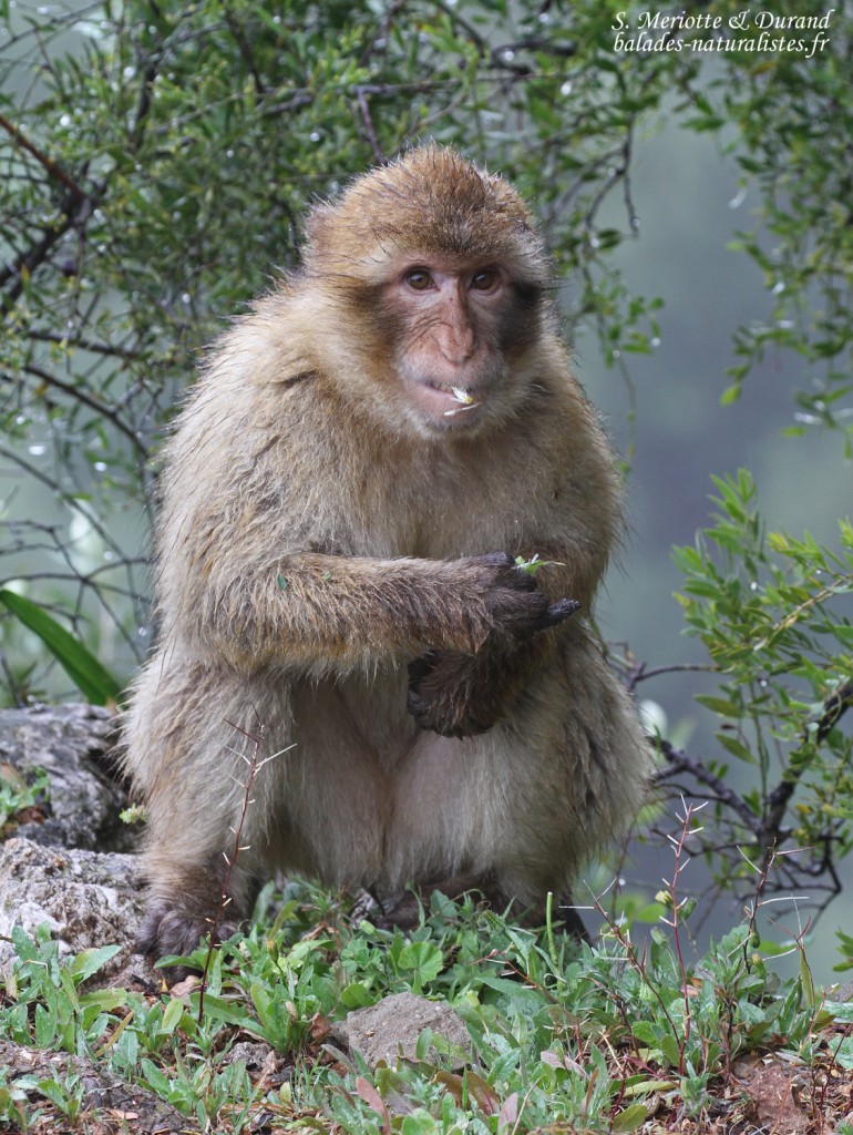 Macaque de Barbarie, Magot, Rocher de Gibraltar 