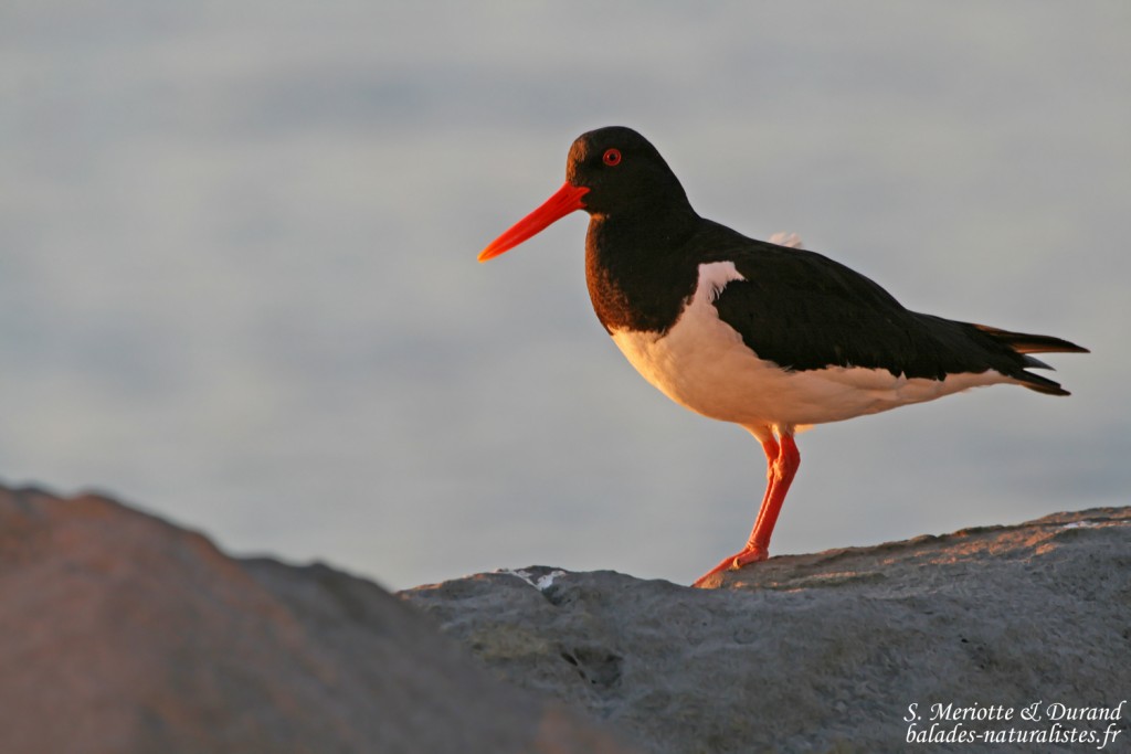 Huîtrier pie, Port de Reykjavik