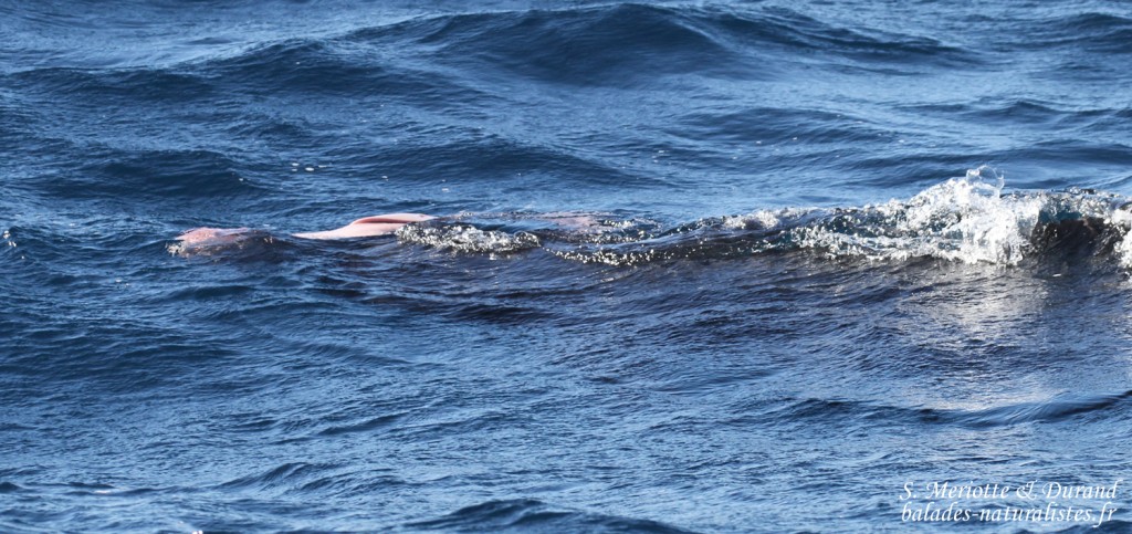 Avorton de Globicéphale noir au large de Tarifa