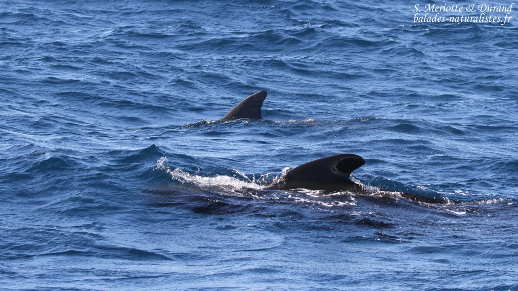 Globicéphale noir et Grand dauphin au large de Tarifa