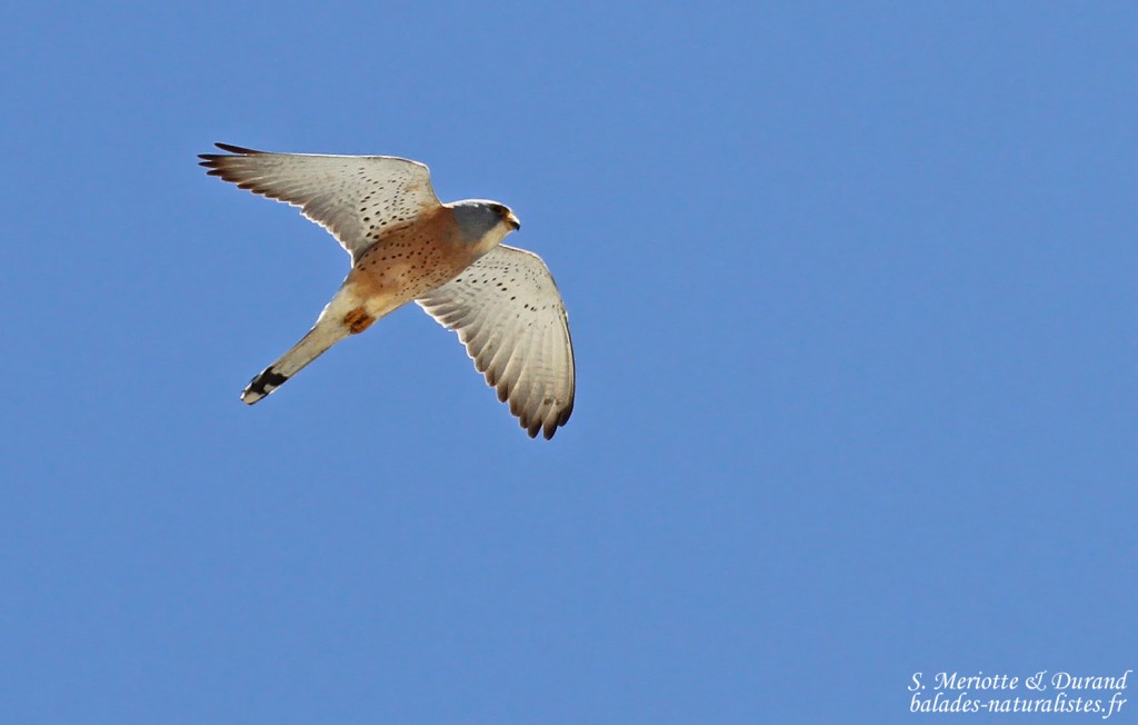 Faucon crécerellette, Tarifa