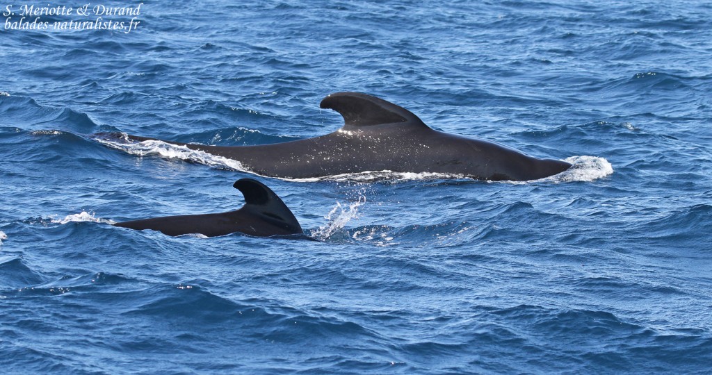 Globicéphales noirs au large de Tarifa