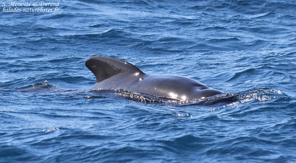 Globicéphale noir au large de Tarifa